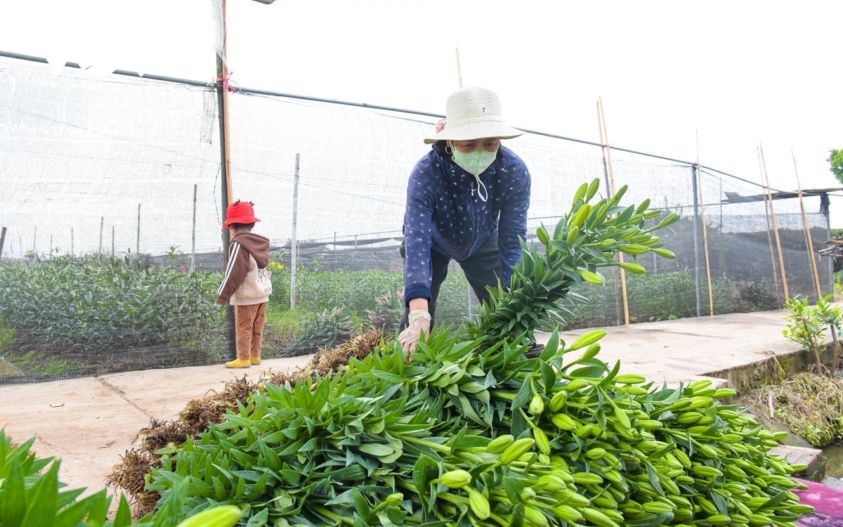 nguoi trong hoa tay tuu phan khoi thu hoach hoa phuc vu tet quy mao hinh anh 6