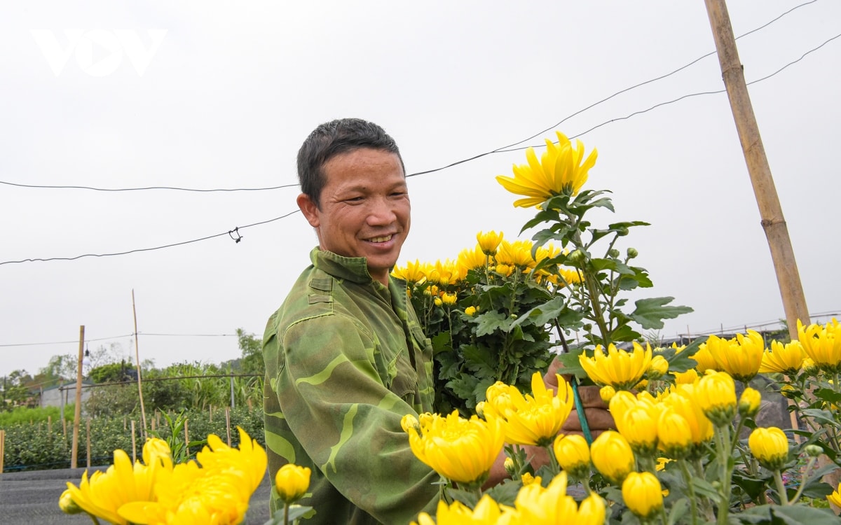 nguoi trong hoa tay tuu phan khoi thu hoach hoa phuc vu tet quy mao hinh anh 11