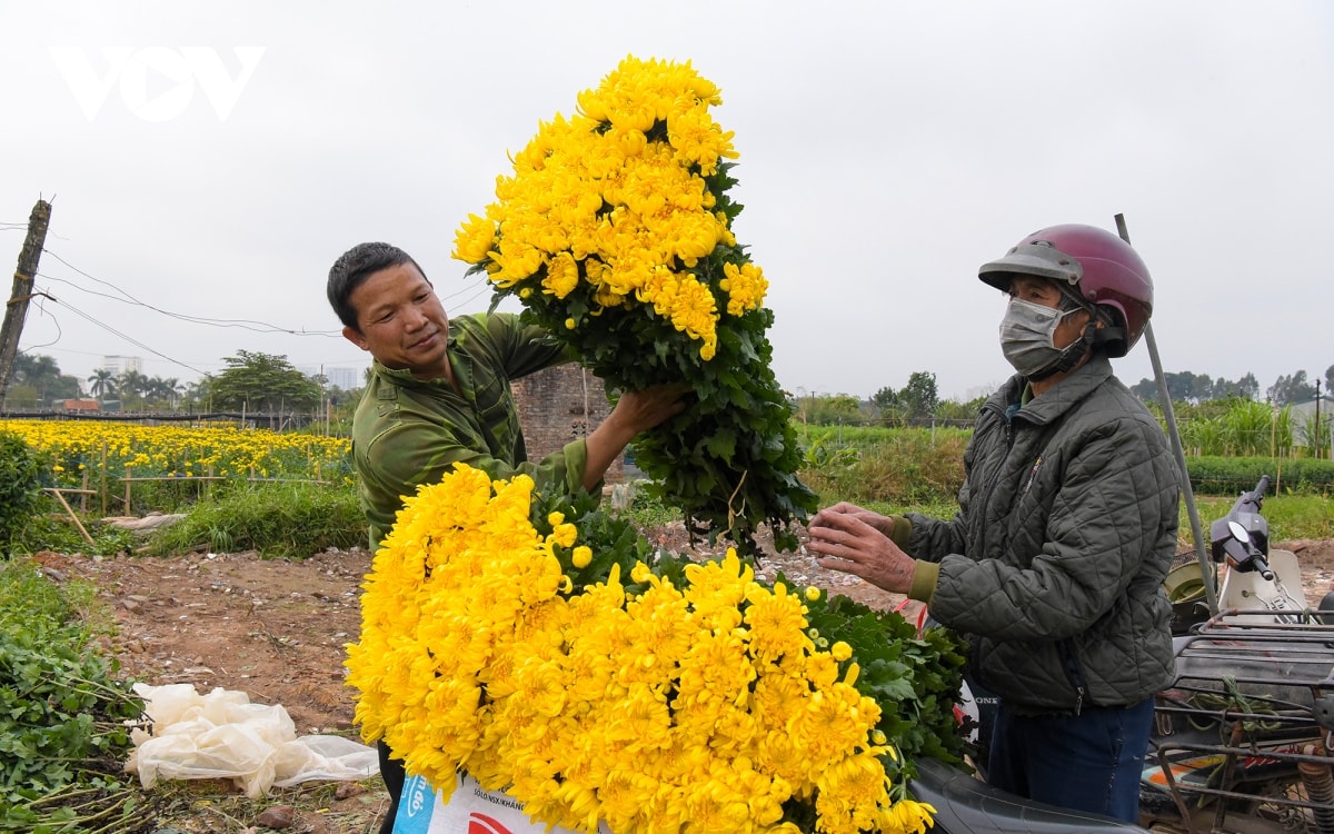 nguoi trong hoa tay tuu phan khoi thu hoach hoa phuc vu tet quy mao hinh anh 12