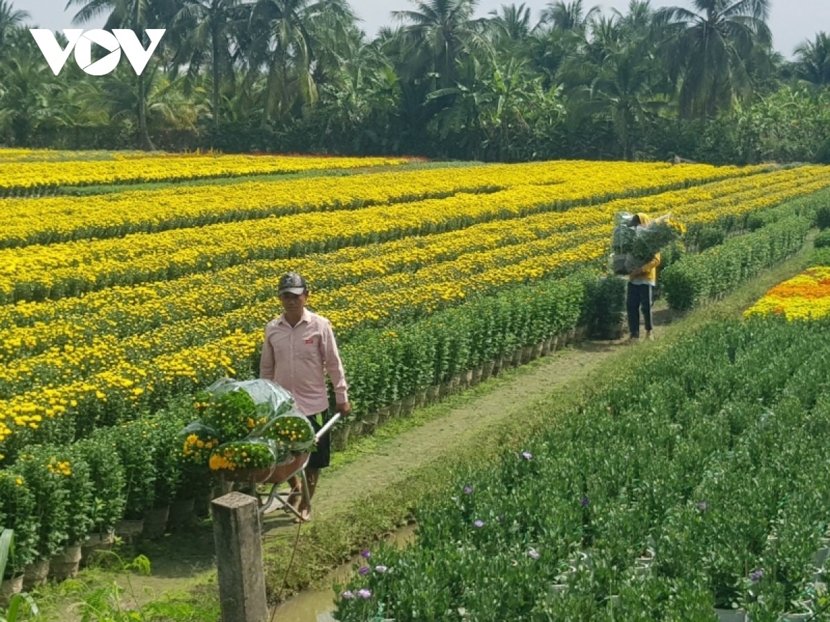 hon 50 gio hoa tet o tien giang da duoc ban ngay tai ruong hinh anh 1