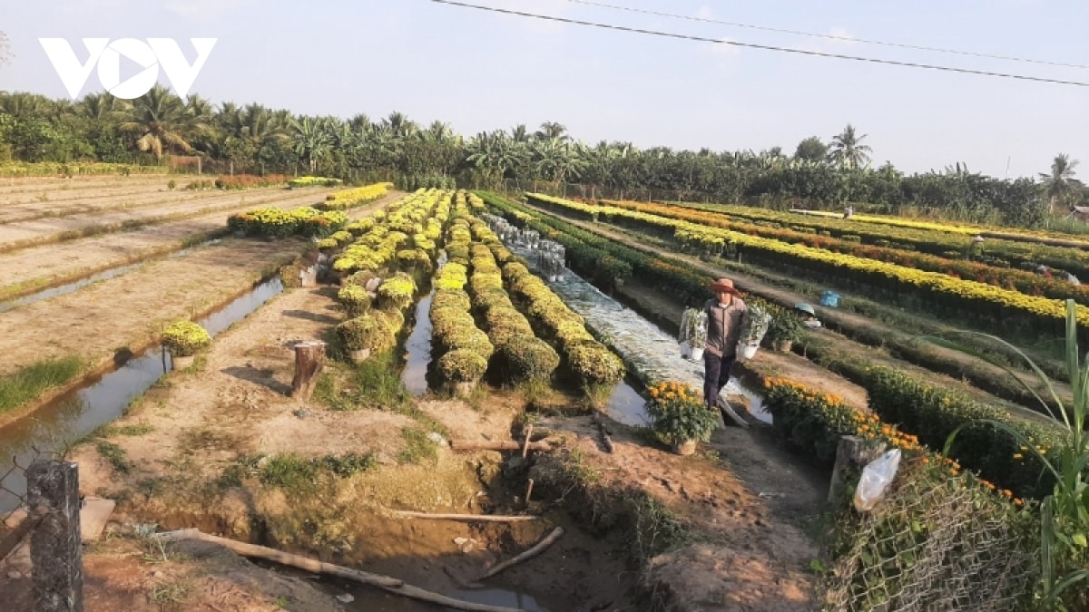 hon 50 gio hoa tet o tien giang da duoc ban ngay tai ruong hinh anh 3