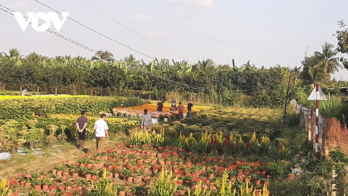 hon 50 gio hoa tet o tien giang da duoc ban ngay tai ruong hinh anh 4