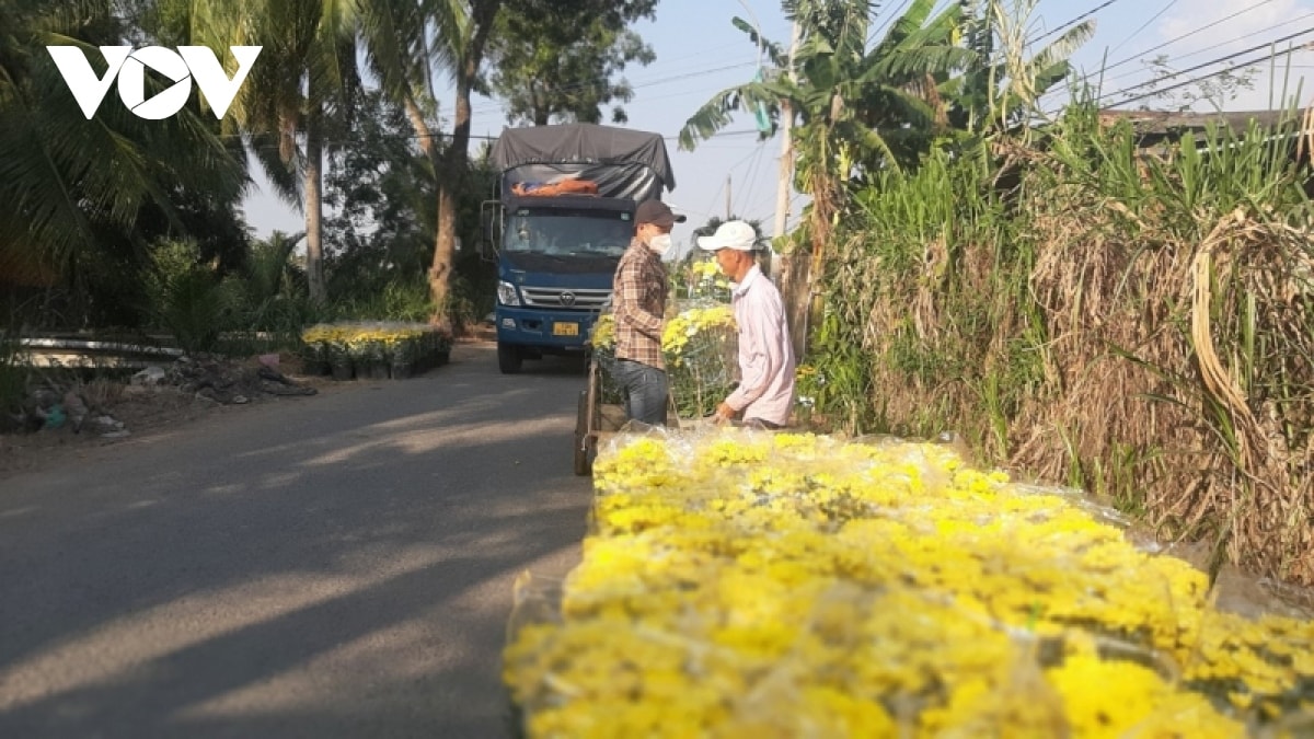 hon 50 gio hoa tet o tien giang da duoc ban ngay tai ruong hinh anh 2