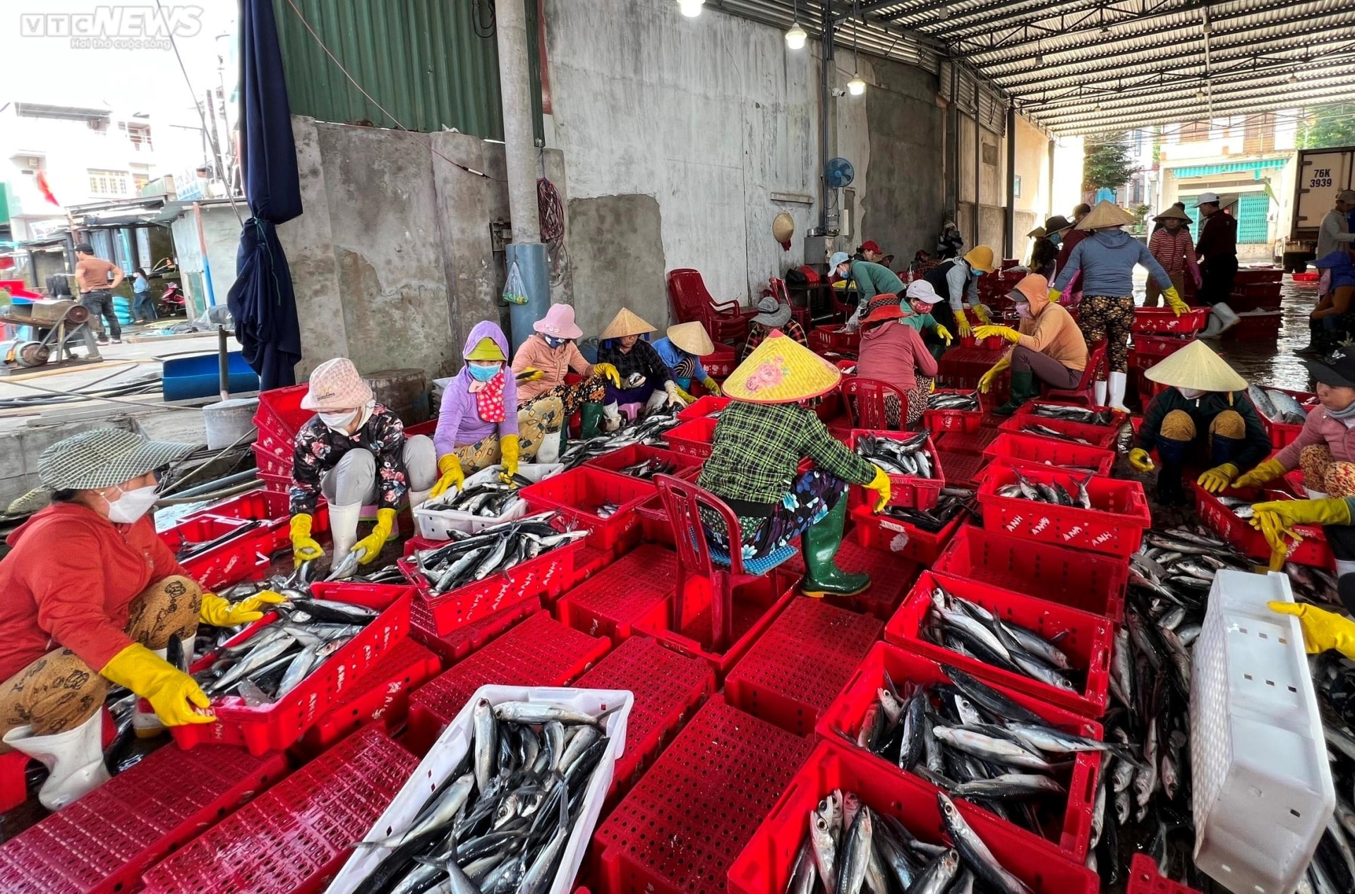 Đánh bắt xuyên Tết, ngư dân Quảng Ngãi hối hả chở 'lộc biển' từ khơi xa về bờ - 6