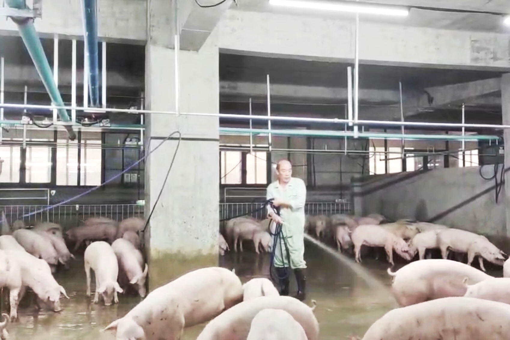 'Chung cư lợn' ở Trung Quốc gây lo ngại về mùi hôi và nguồn xả - 2