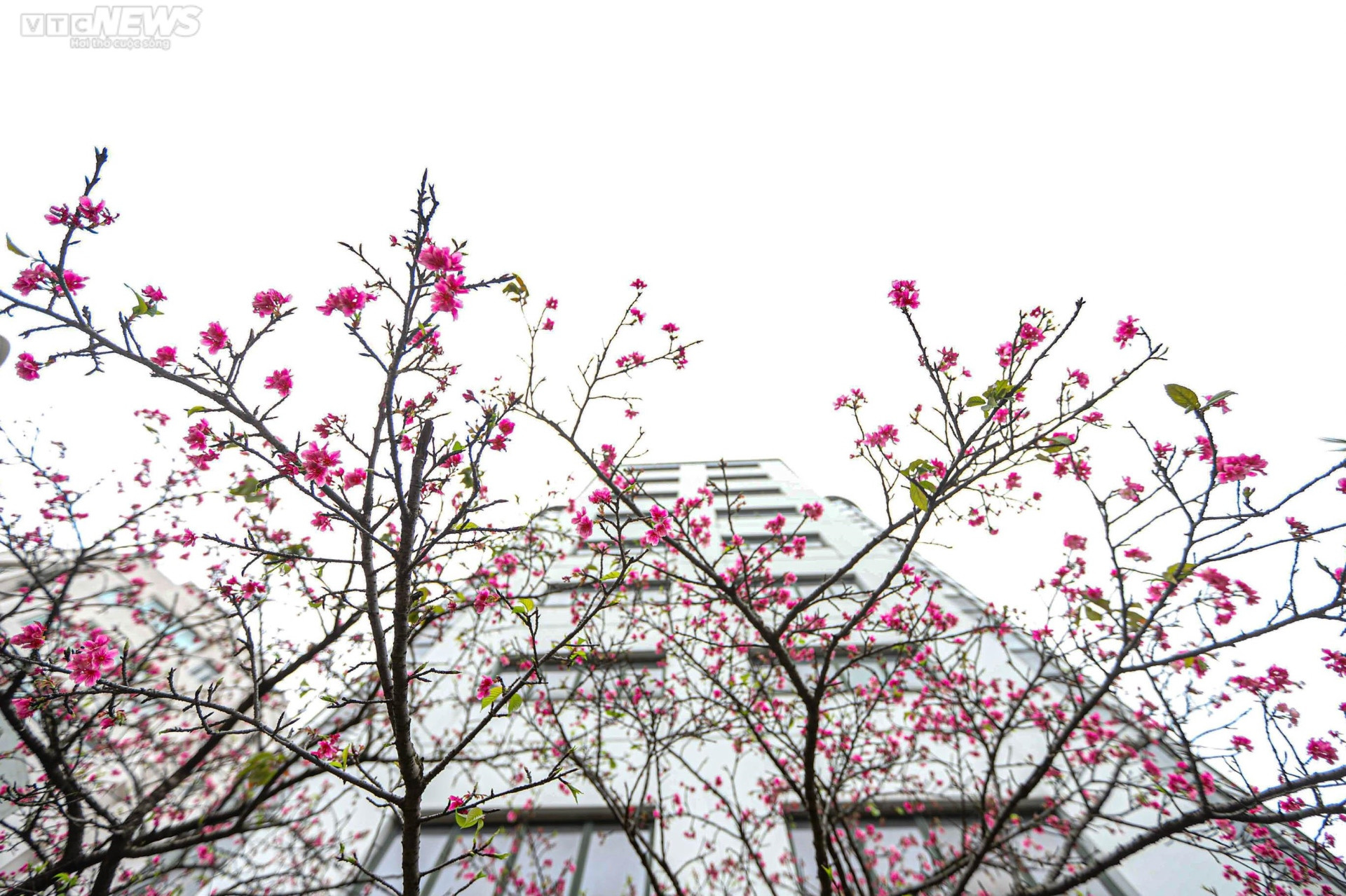 Ngắm hoa anh đào Nhật Bản khoe sắc ở Hà Nội - 9