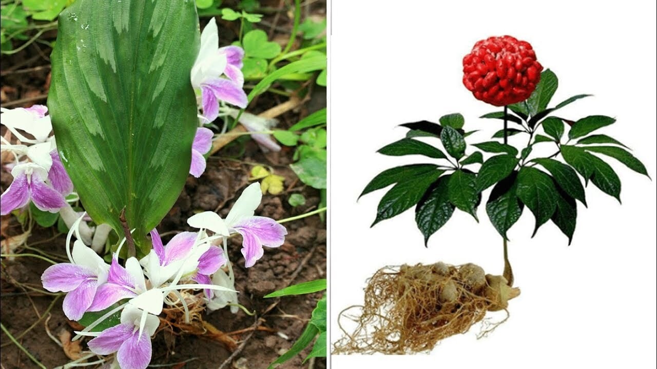 Những ai không nên uống tam thất? - 1