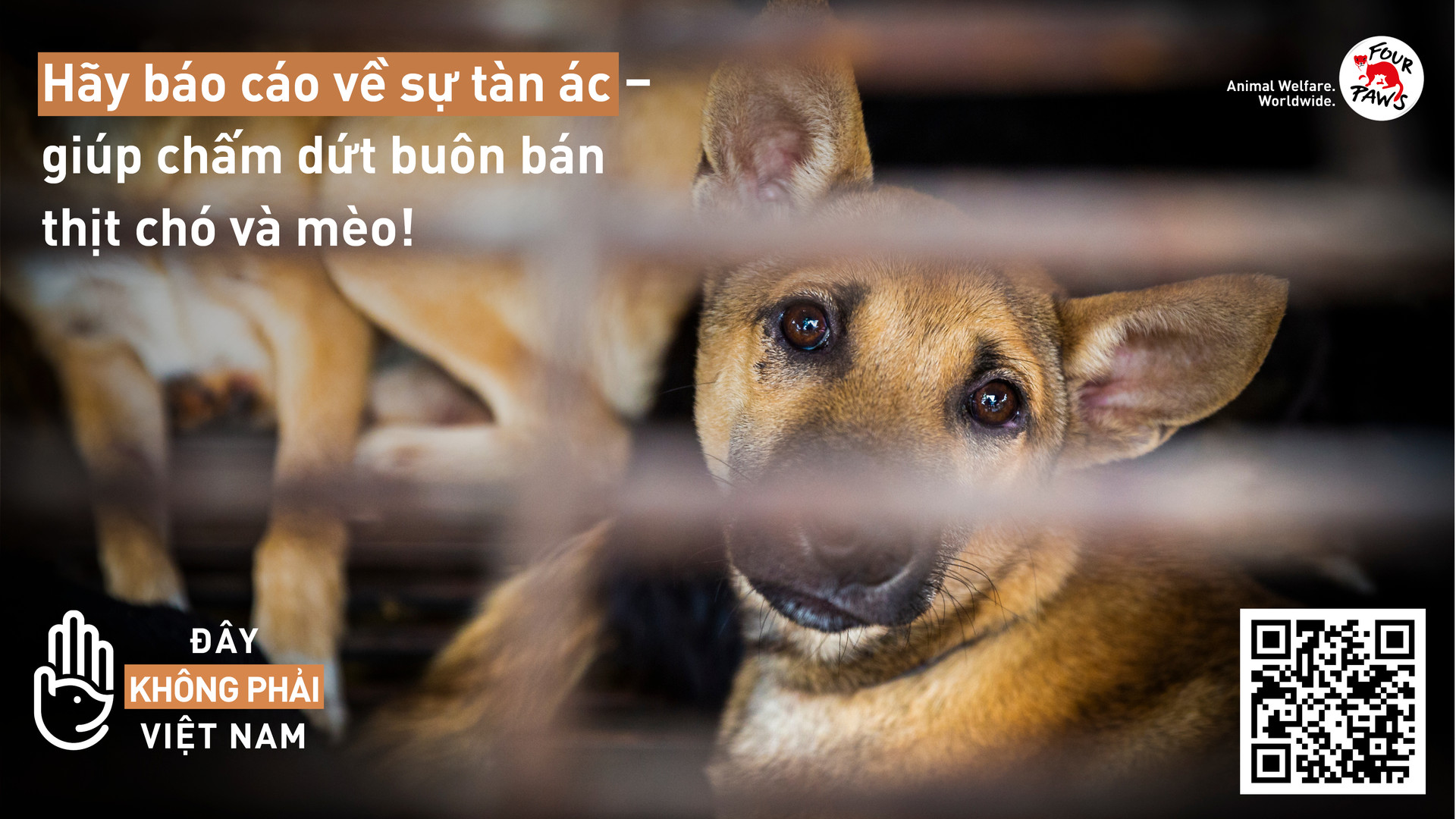 FOUR PAWS công bố báo cáo nạn buôn bán thịt chó mèo ở Việt Nam - 1