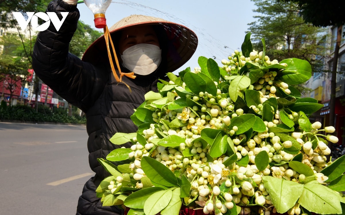 hoa buoi dau mua toa huong khap pho phuong ha noi hinh anh 4