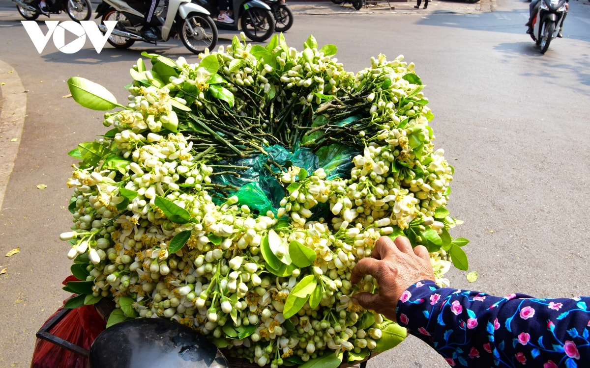 hoa buoi dau mua toa huong khap pho phuong ha noi hinh anh 3