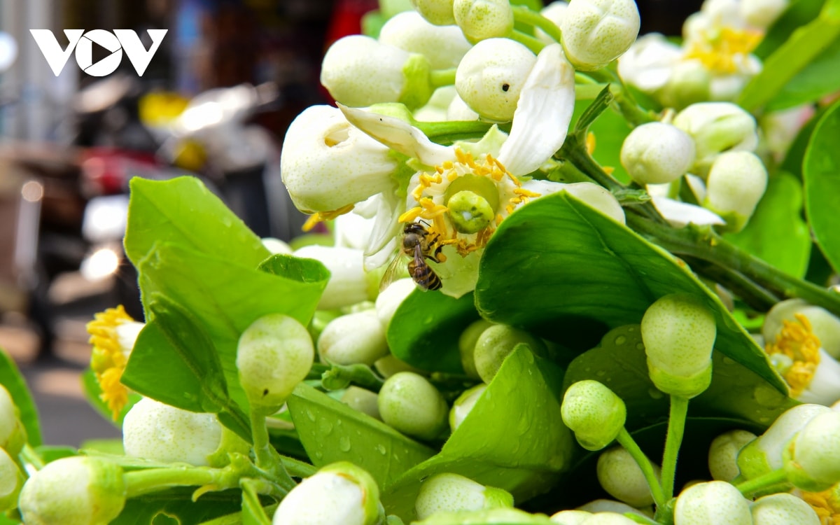 hoa buoi dau mua toa huong khap pho phuong ha noi hinh anh 7