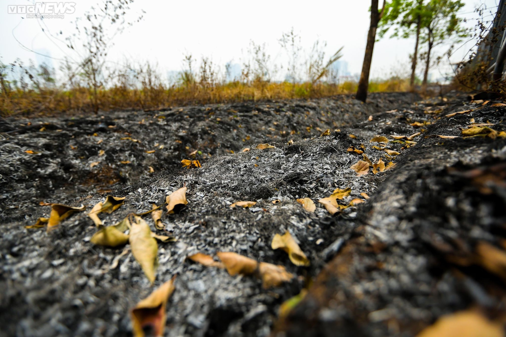 Rác thải bủa vây, khói ám chết cả cây trên đường đua F1  - 12