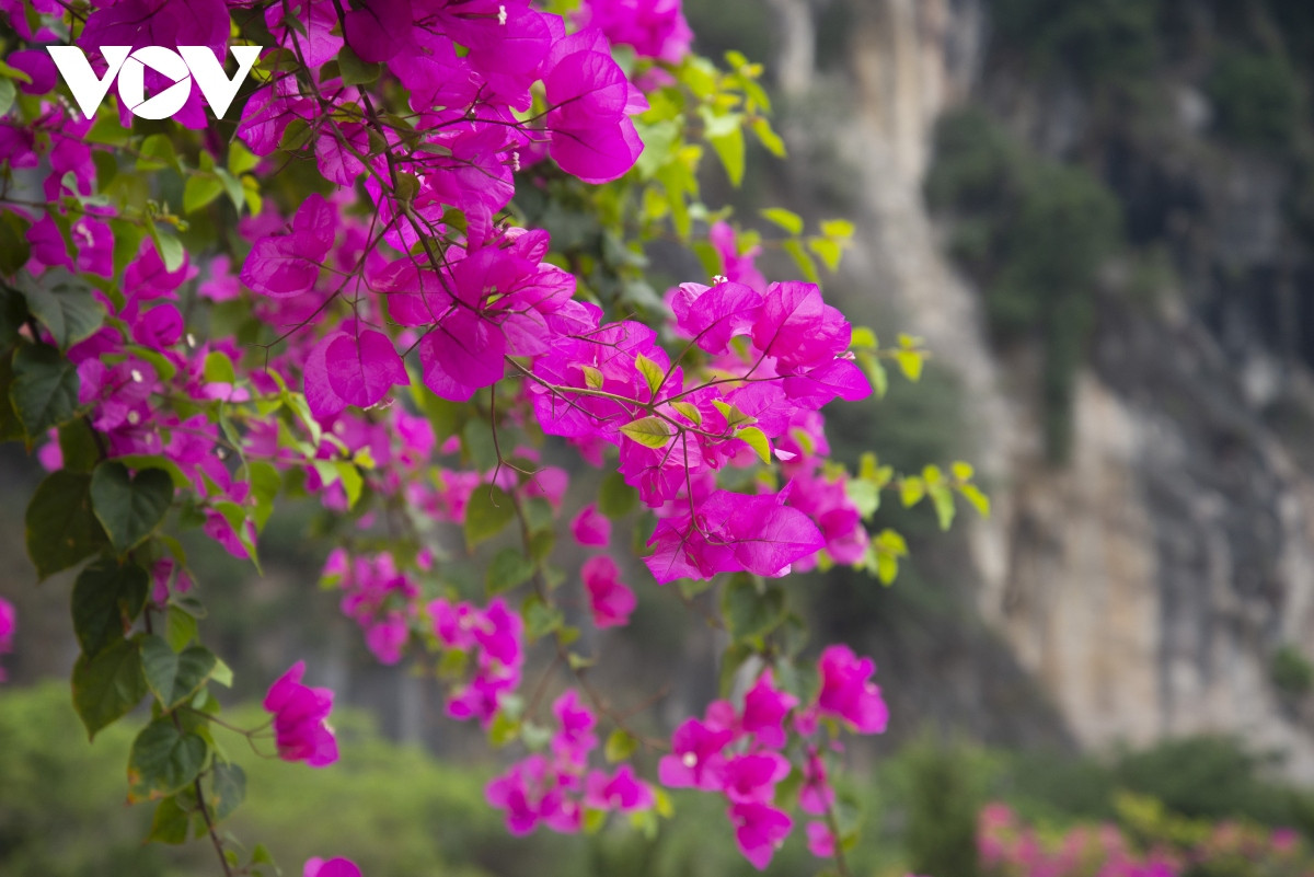Du khách check-in bên những cây hoa giấy đẹp nhất ở Hạ Long