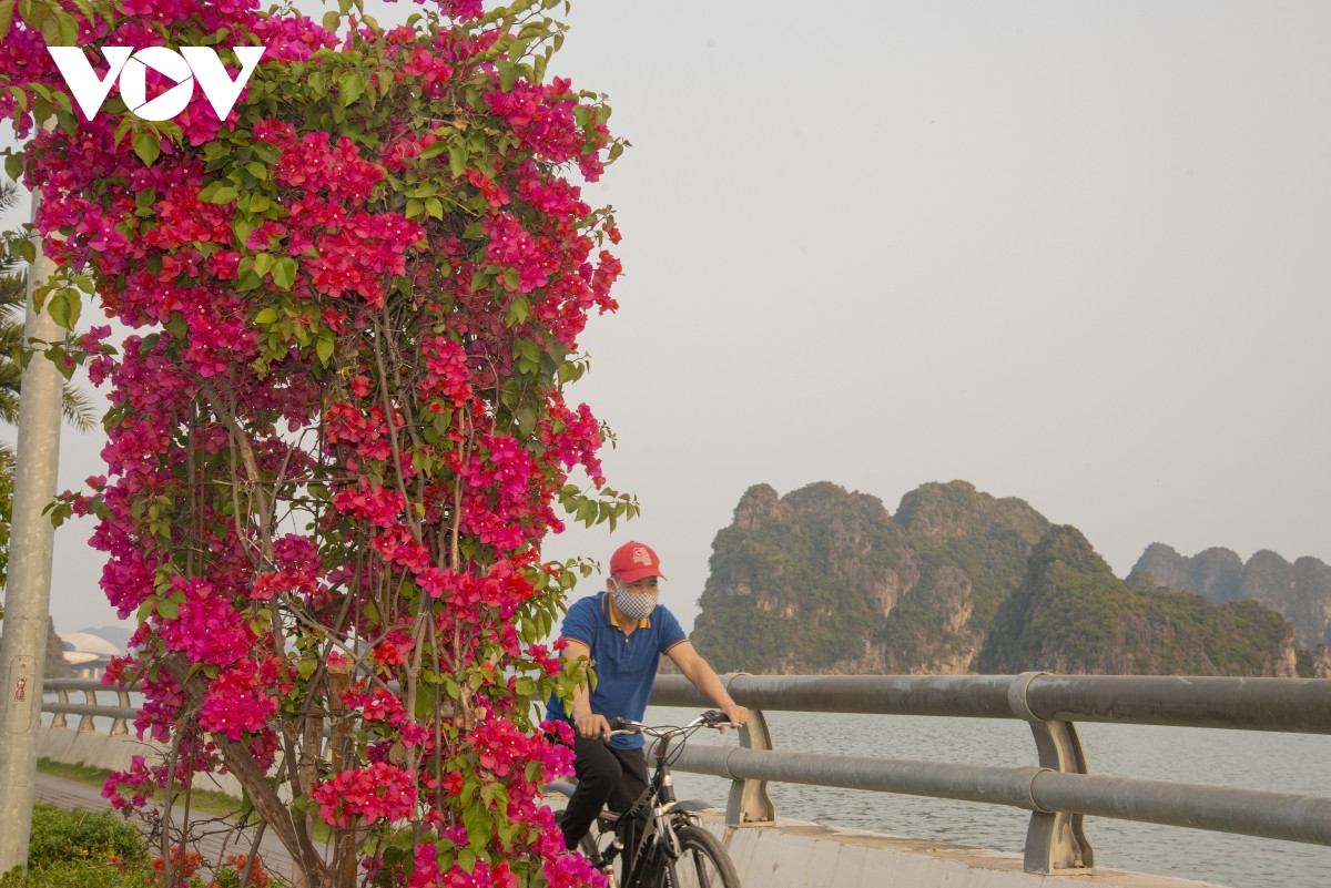 du khach check-in ben nhung cay hoa giay dep nhat o ha long hinh anh 11