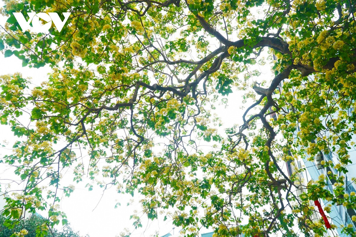 Chiêm ngưỡng cây bún cổ thụ hơn 300 năm tuổi nở hoa giữa lòng Hà Nội