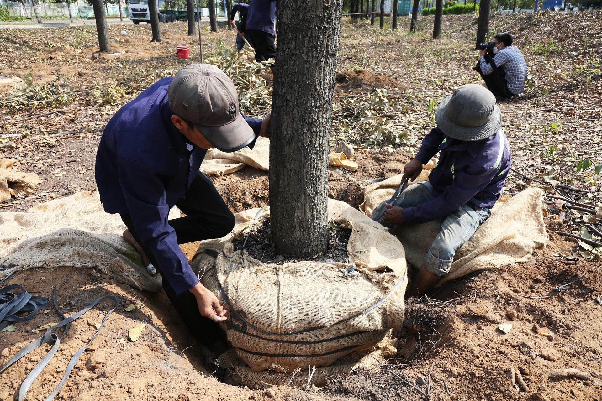 Vì sao TP.HCM di dời, đốn hạ hơn 1.300 cây xanh trên đường Mai Chí Thọ? - 10