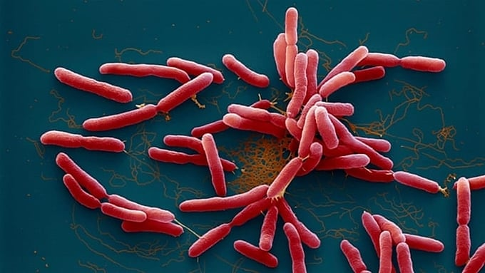 Phát hiện ca đầu tiên nhiễm vi khuẩn 'ăn thịt người' Whitmore ở Đắk Nông  - 1