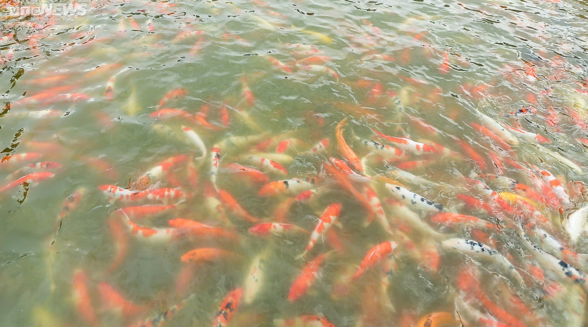 Người dân kéo đến trải nghiệm tại hồ cá Koi lớn nhất Hà Nội - 5