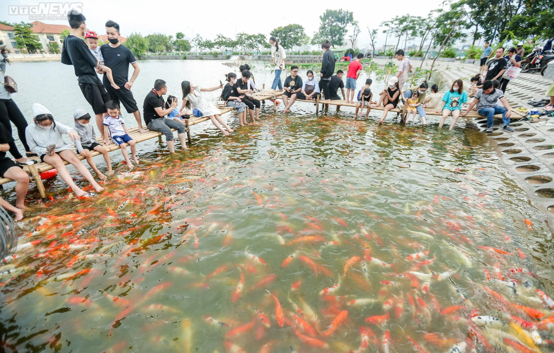 Người dân kéo đến trải nghiệm tại hồ cá Koi lớn nhất Hà Nội - 3