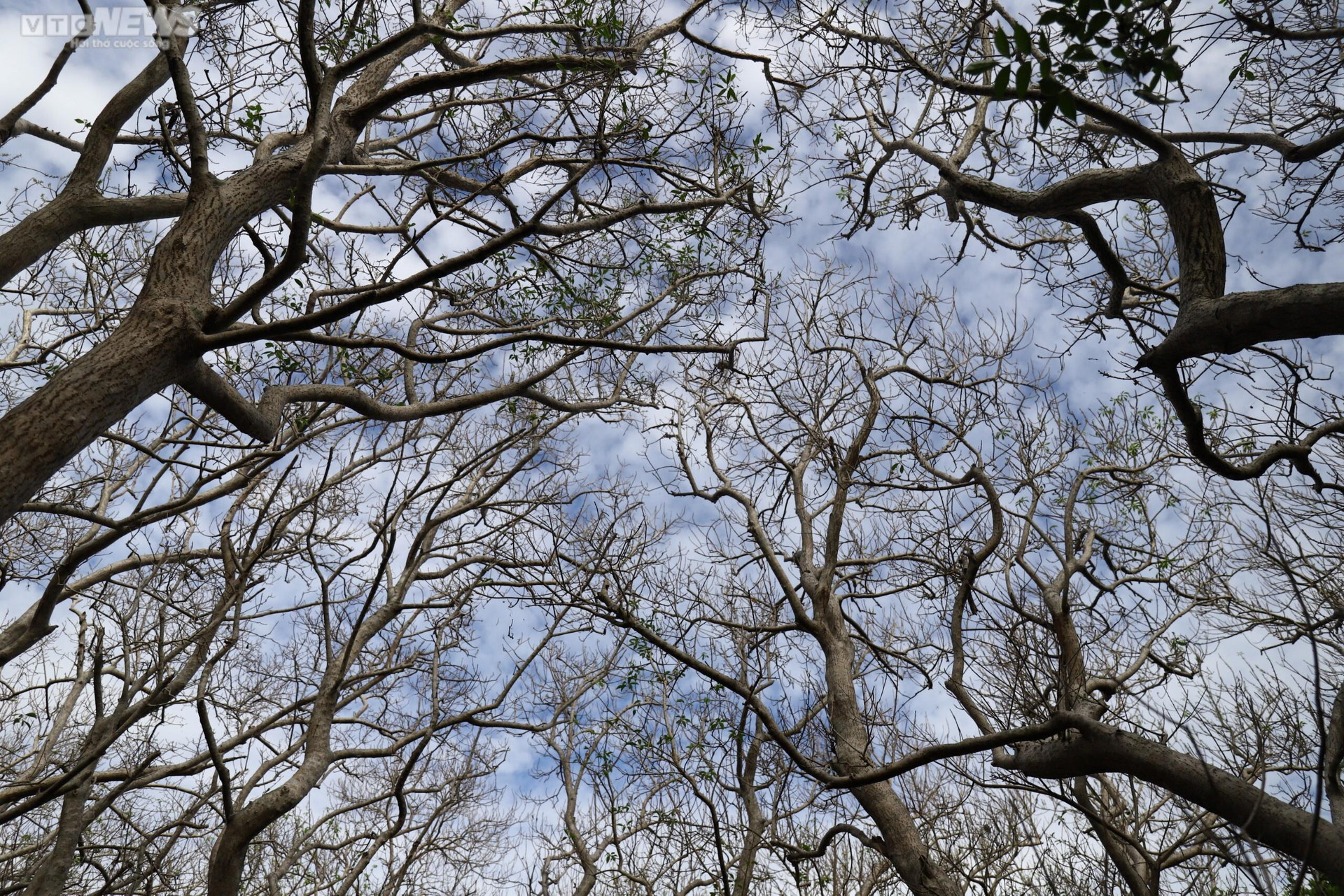 Năm nay, rừng Rú Chá bước vào mùa thay lá sớm hơn thường lệ. Cả cánh rừng dần chuyển từ màu xanh sang vàng, rồi bao trọn một không gian rộng lớn với gam màu trắng xám, trên là bầu trời xanh ngát tạo nên một bức tranh phong cảnh đẹp đến nao lòng. (Ảnh: N.T)
