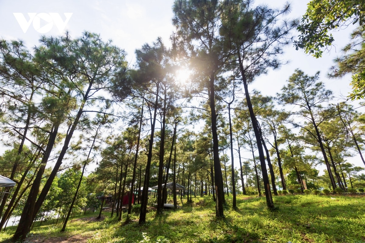nang vang, thong xanh noi Da lat thu nho giua long quang ninh hinh anh 3