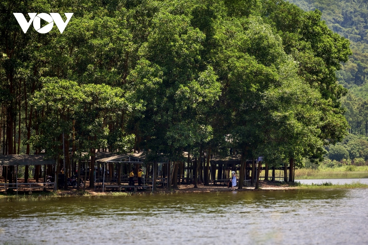 nang vang, thong xanh noi Da lat thu nho giua long quang ninh hinh anh 10