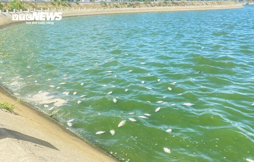 Sang đến ngày 10/9, lượng cá chết trong hồ Hồ Sơn (TP Tuy Hoà) đã giảm.