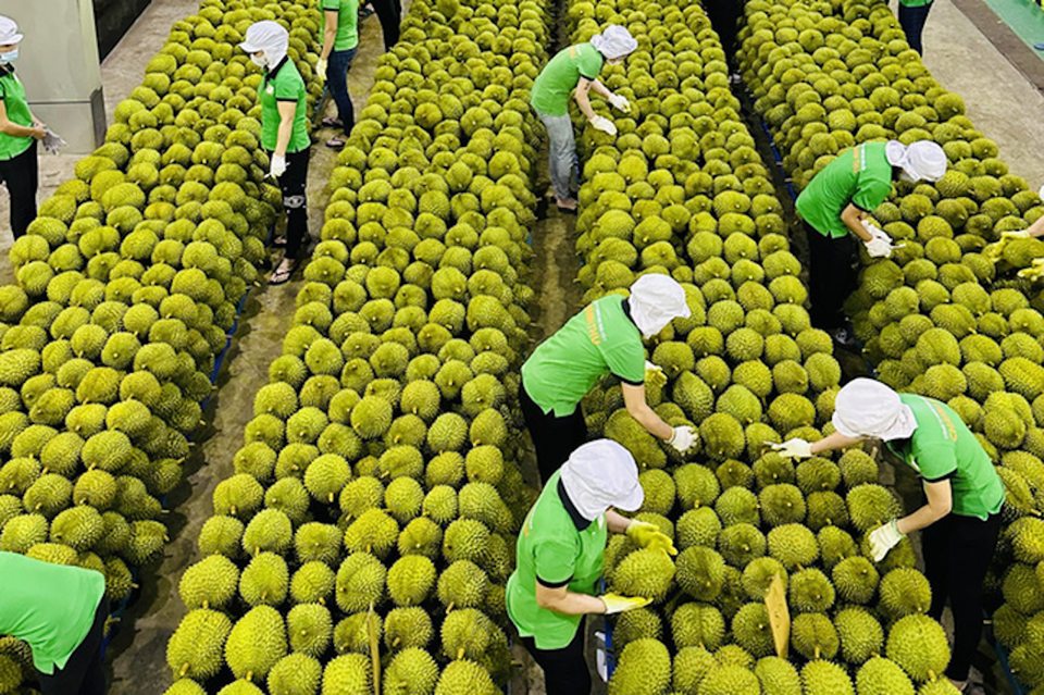 Trung Quốc là thị trường nhập khẩu nhiều mặt hàng nông sản của Việt Nam, trong đó có sầu riêng. (Ảnh minh họa: Kinh tế đô thị)