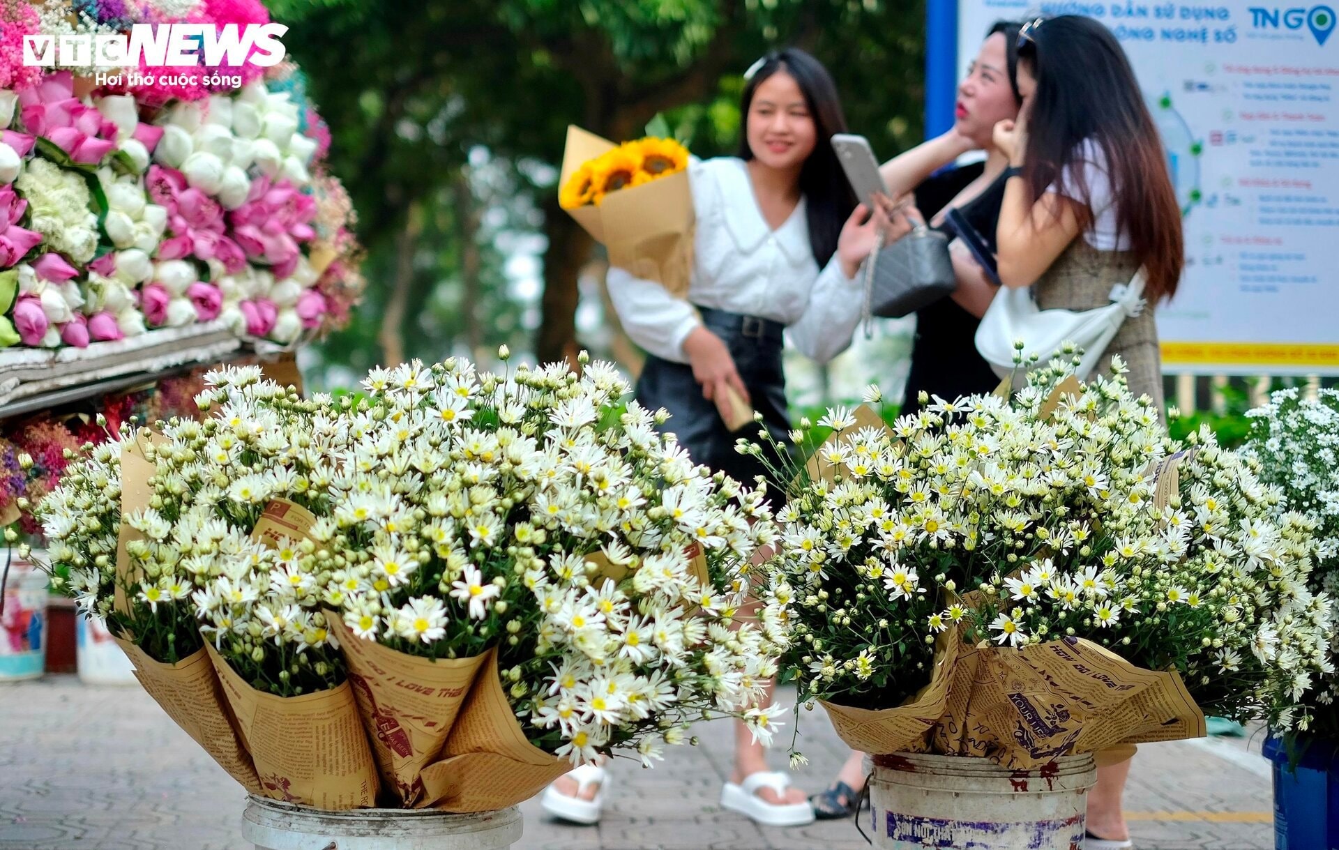 'Đặc sản' cúc họa mi đầu mùa giá chát, khách vẫn tấp nập mua - 5