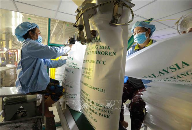 Đóng bao sản phẩm gạo xuất khẩu của Công ty TNHH gạo Vinh Phát ở thành phố Long Xuyên (An Giang). (Ảnh minh họa: Vũ Sinh/TTXVN)