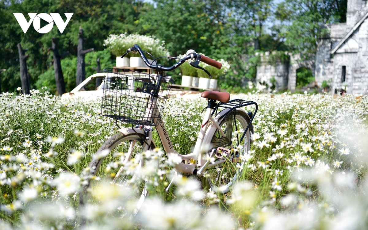 ha noi vao mua cuc hoa mi hinh anh 9