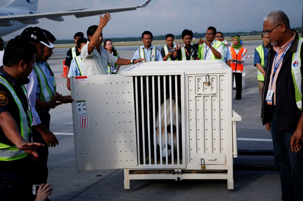 Hai con gấu Fu Wa và Feng Yi hạ cánh xuống sân bay quốc tế Kuala Lumpur ngày 21/5/2014. (Ảnh: Daily Mail)