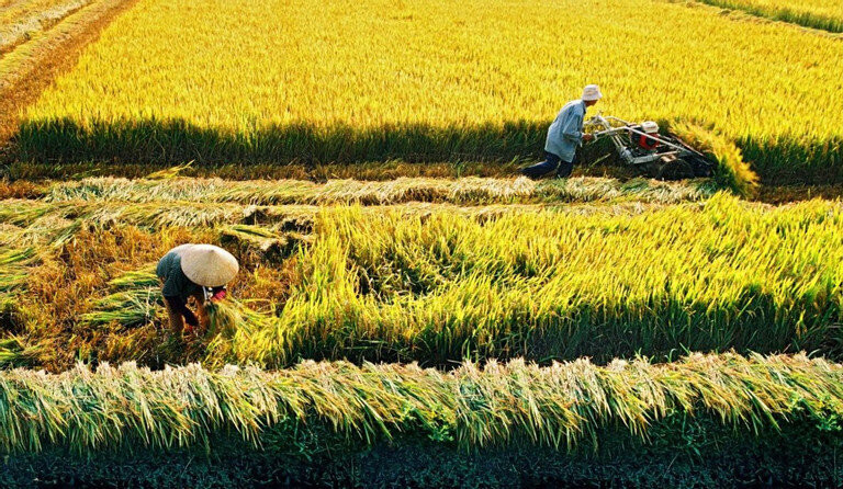 Từ 2024, ĐBSCL thực hiện đề án sản xuất 1 triệu ha lúa chất lượng cao. (Ảnh: Thương trường).