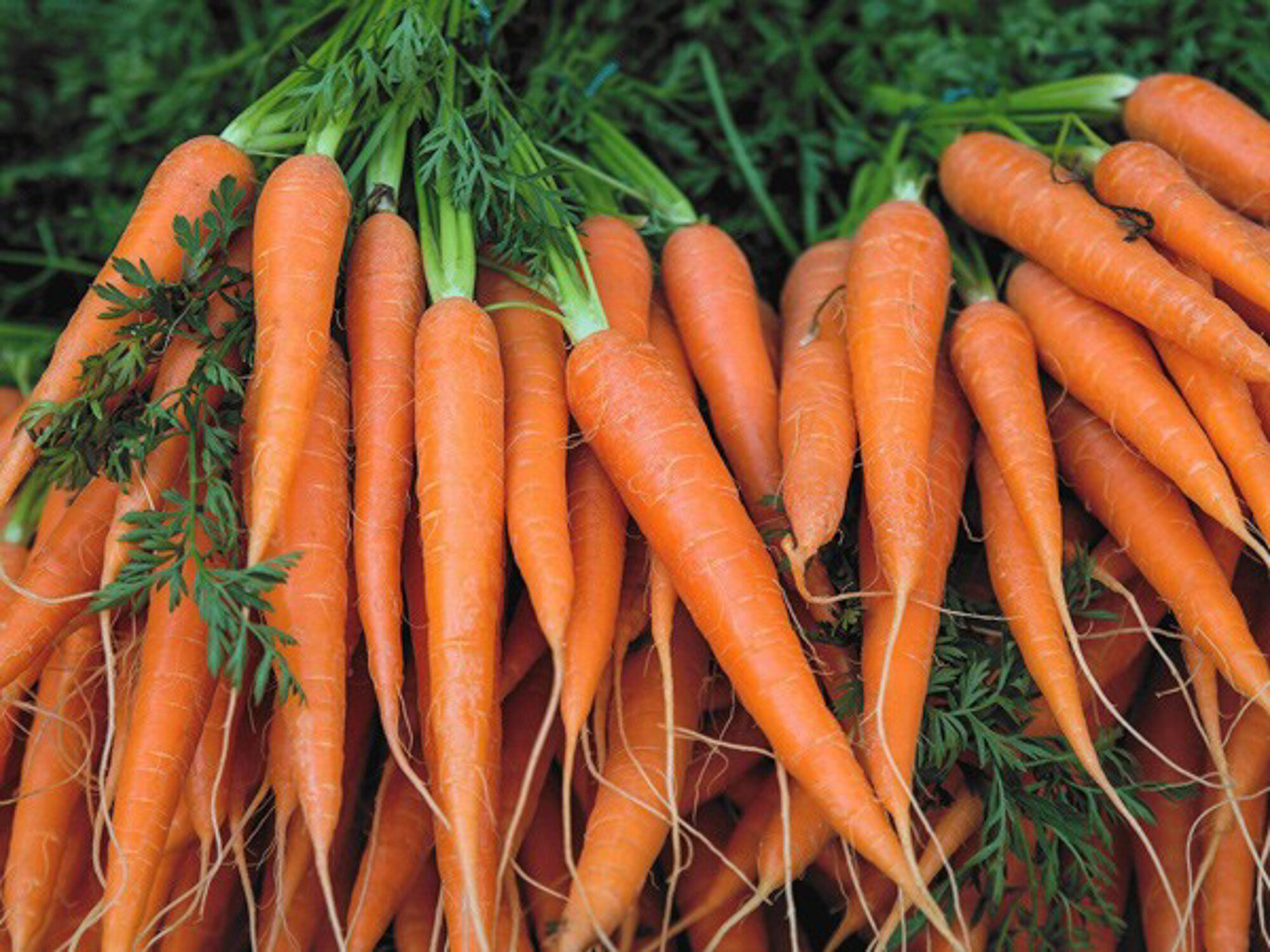 Những thực phẩm giàu beta carotene bao gồm: cải xoăn, rau bina, cà rốt...