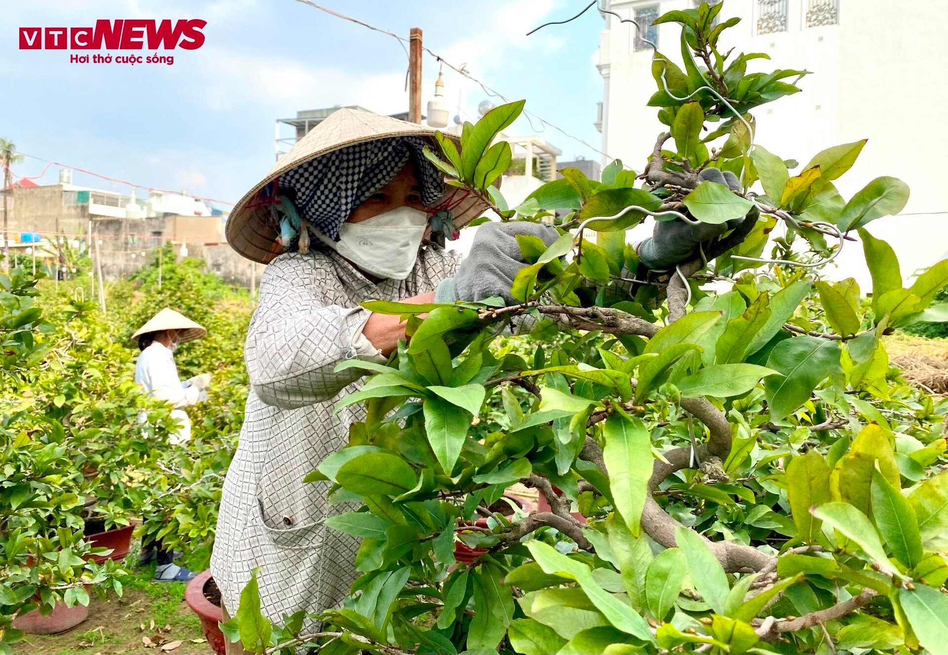 TP.HCM: Hoa mai trưng Tết cho thuê giá 200 triệu đồng/cây, giao hàng tận Hà Nội - 2