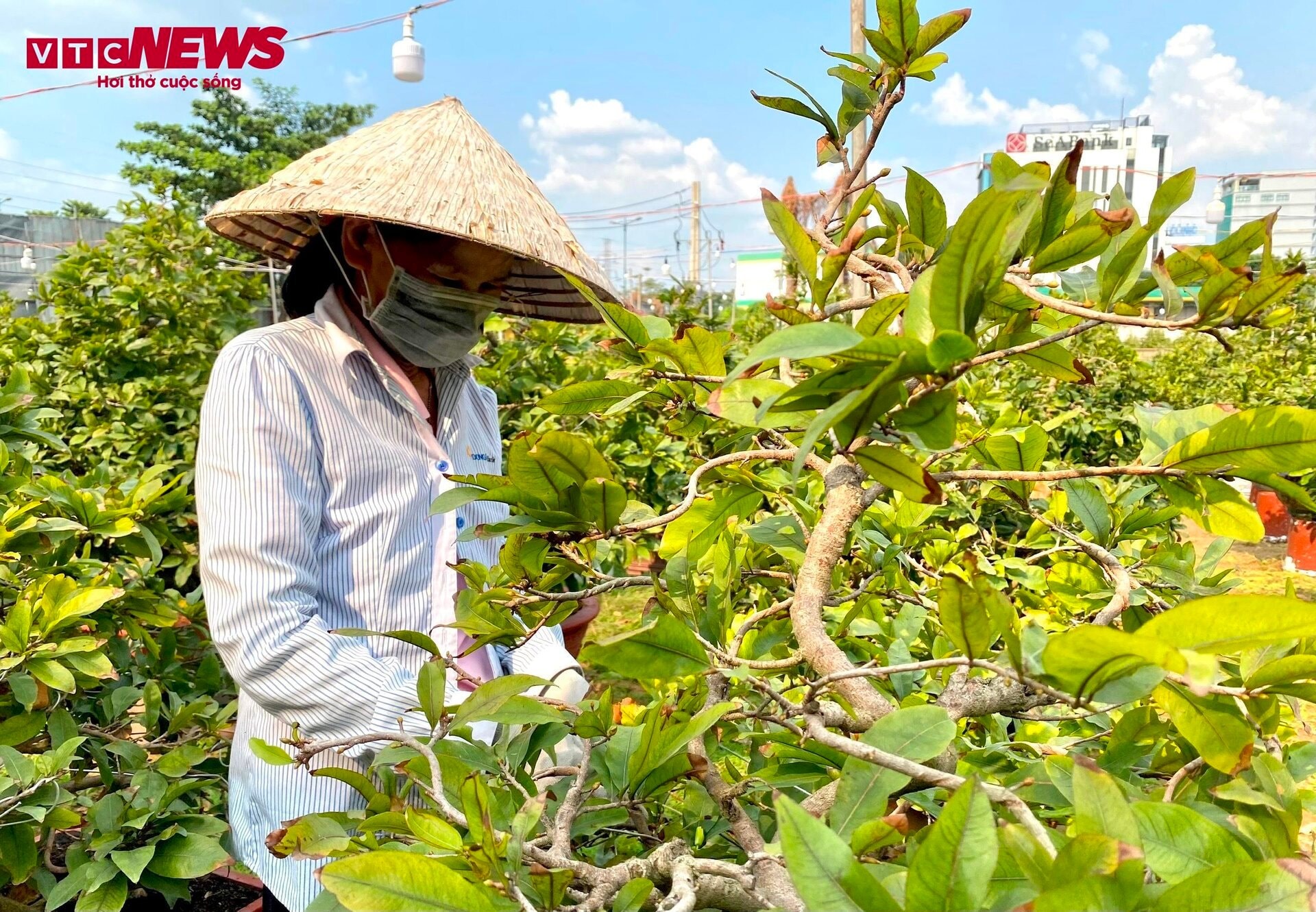 TP.HCM: Hoa mai trưng Tết cho thuê giá 200 triệu đồng/cây, giao hàng tận Hà Nội - 7