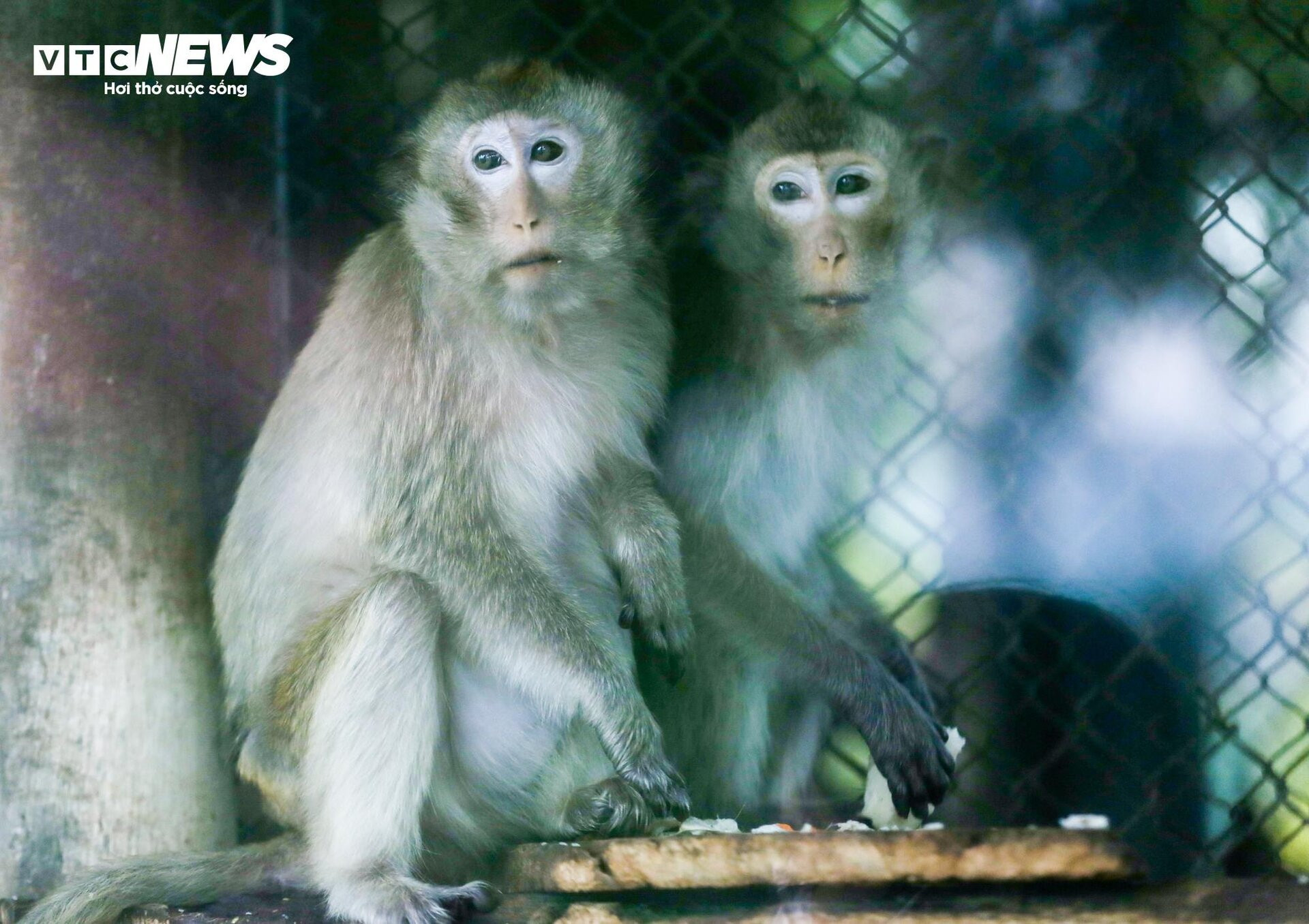 Vườn thú Hà Nội nói gì trước thông tin khỉ gầy trơ xương, chịu rét 10 độ C? - 4