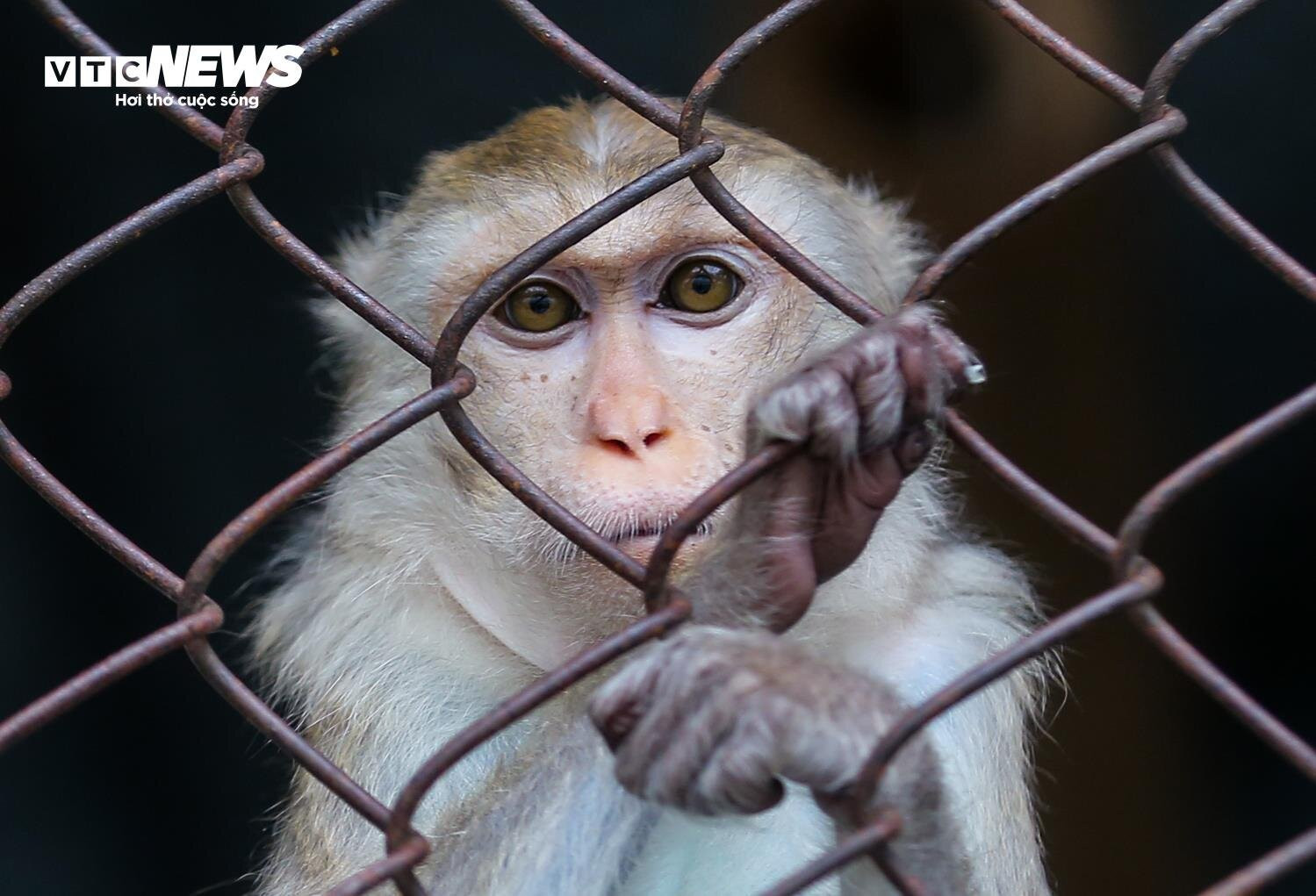 Vườn thú Hà Nội nói gì trước thông tin khỉ gầy trơ xương, chịu rét 10 độ C? - 7