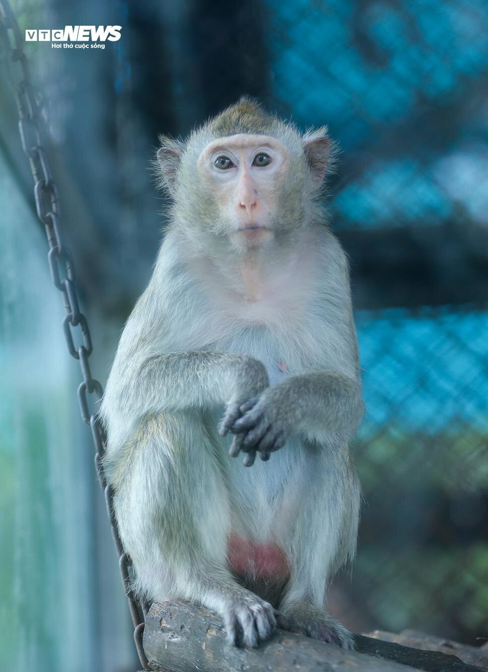 Vườn thú Hà Nội nói gì trước thông tin khỉ gầy trơ xương, chịu rét 10 độ C? - 5