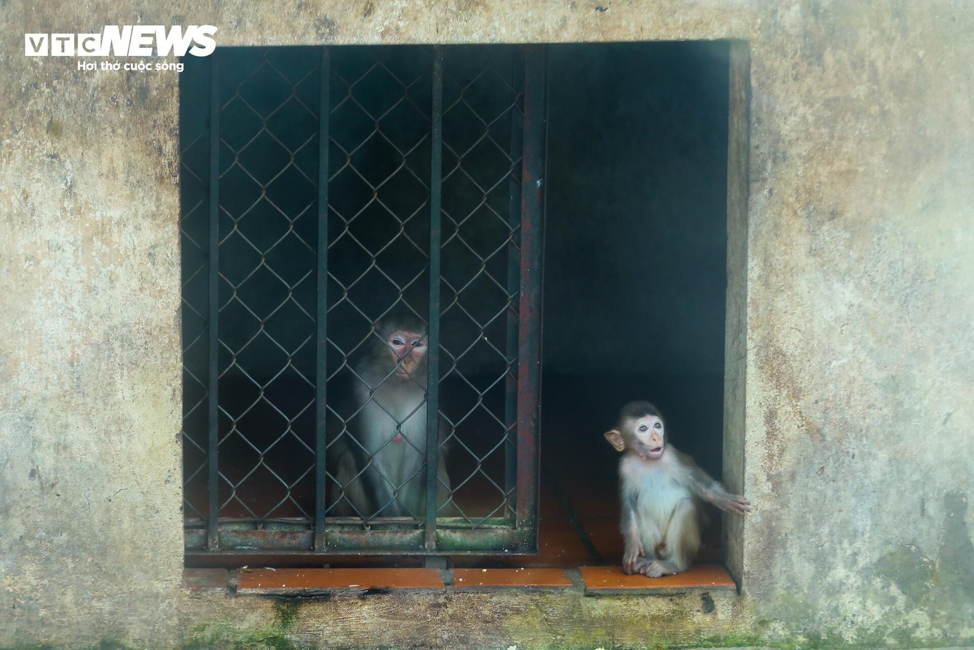 Vườn thú Hà Nội nói gì trước thông tin khỉ gầy trơ xương, chịu rét 10 độ C? - 6