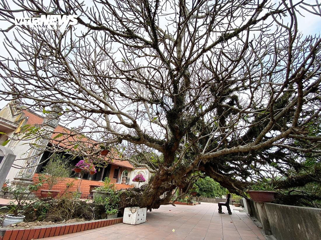 Ngay cạnh đền Nghè, cây đại hoa trắng 700 năm tuổi trong khuôn viên chùa Linh Quang cũng được công nhận là Cây di sản Việt Nam.