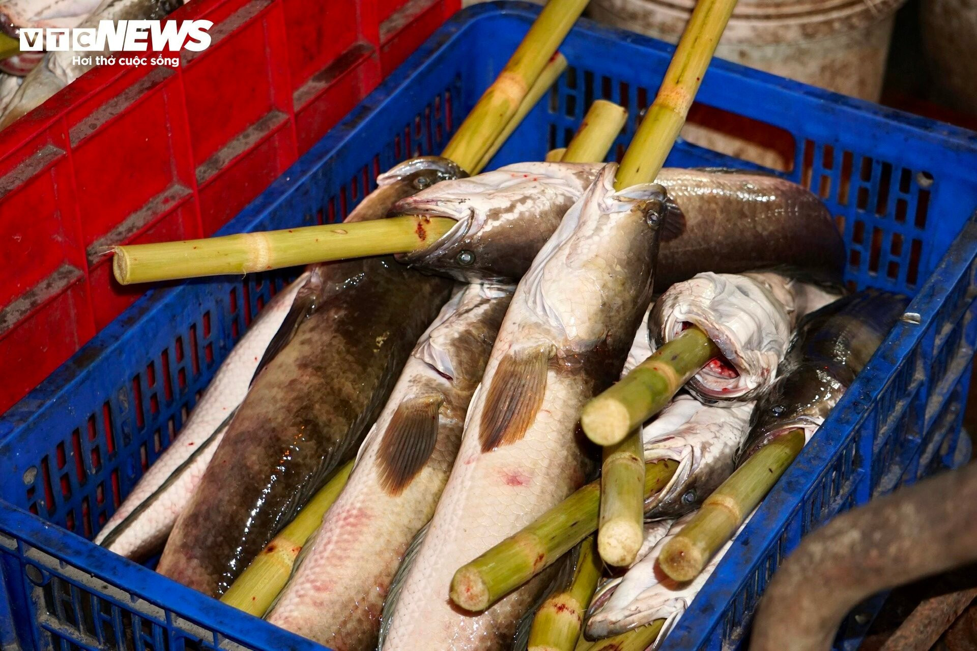 Quán vỉa hè thuê 40 người xuyên đêm nướng 4 tấn cá lóc bán ngày vía Thần Tài - 3
