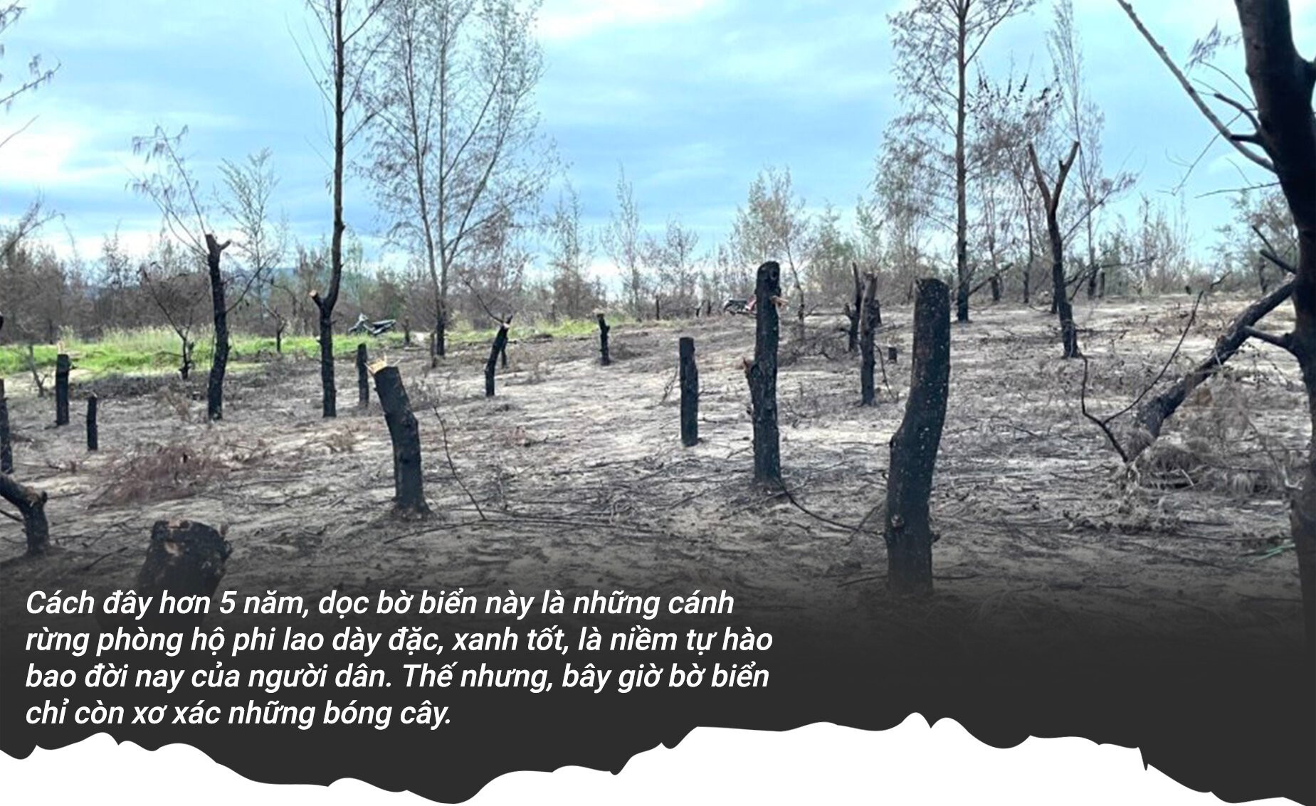 Rừng phòng hộ 'chết oan' ở Bình Định: Rừng mất, người than khóc - 3
