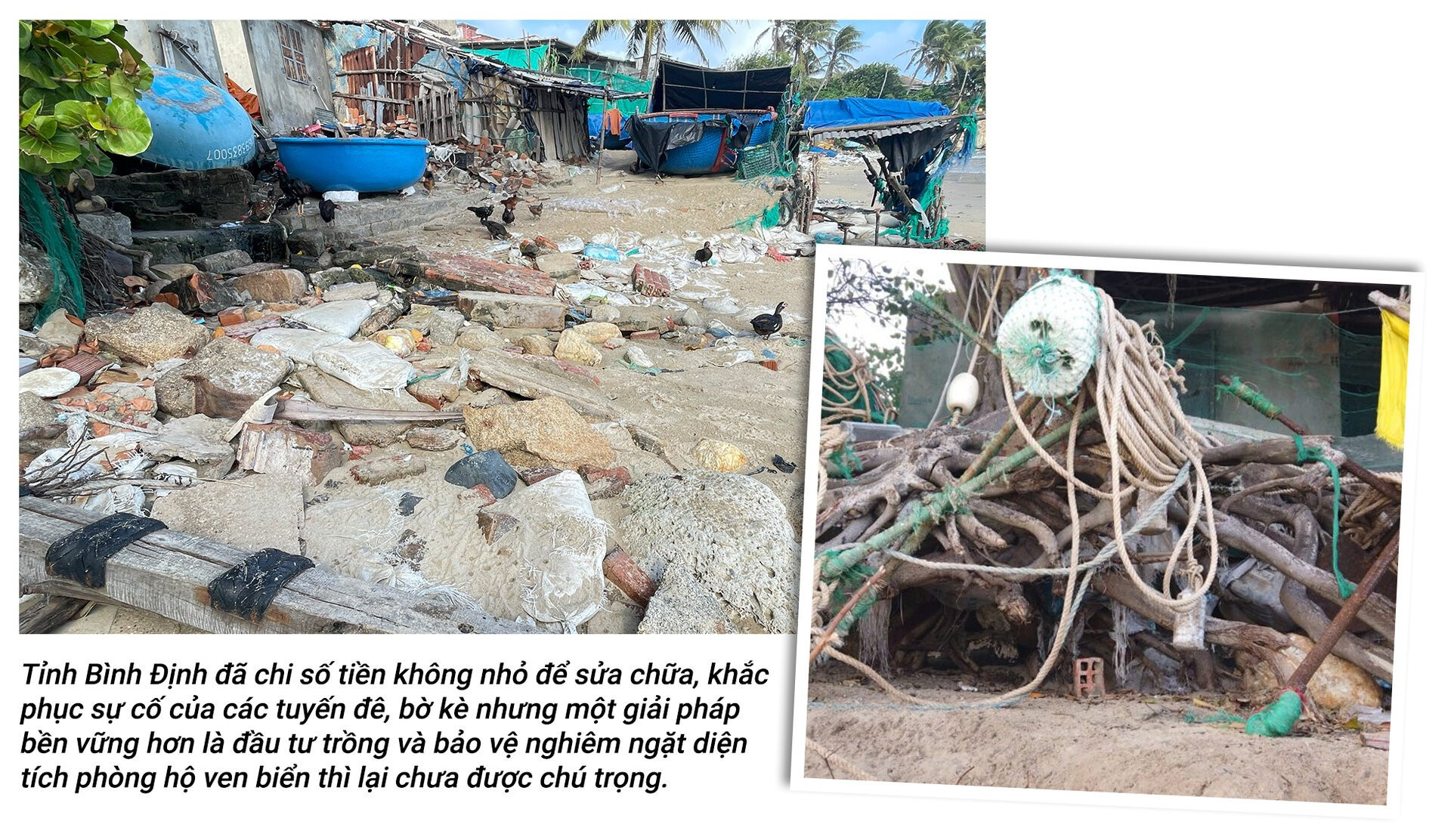 Rừng phòng hộ 'chết oan' ở Bình Định: Rừng mất, người than khóc - 6