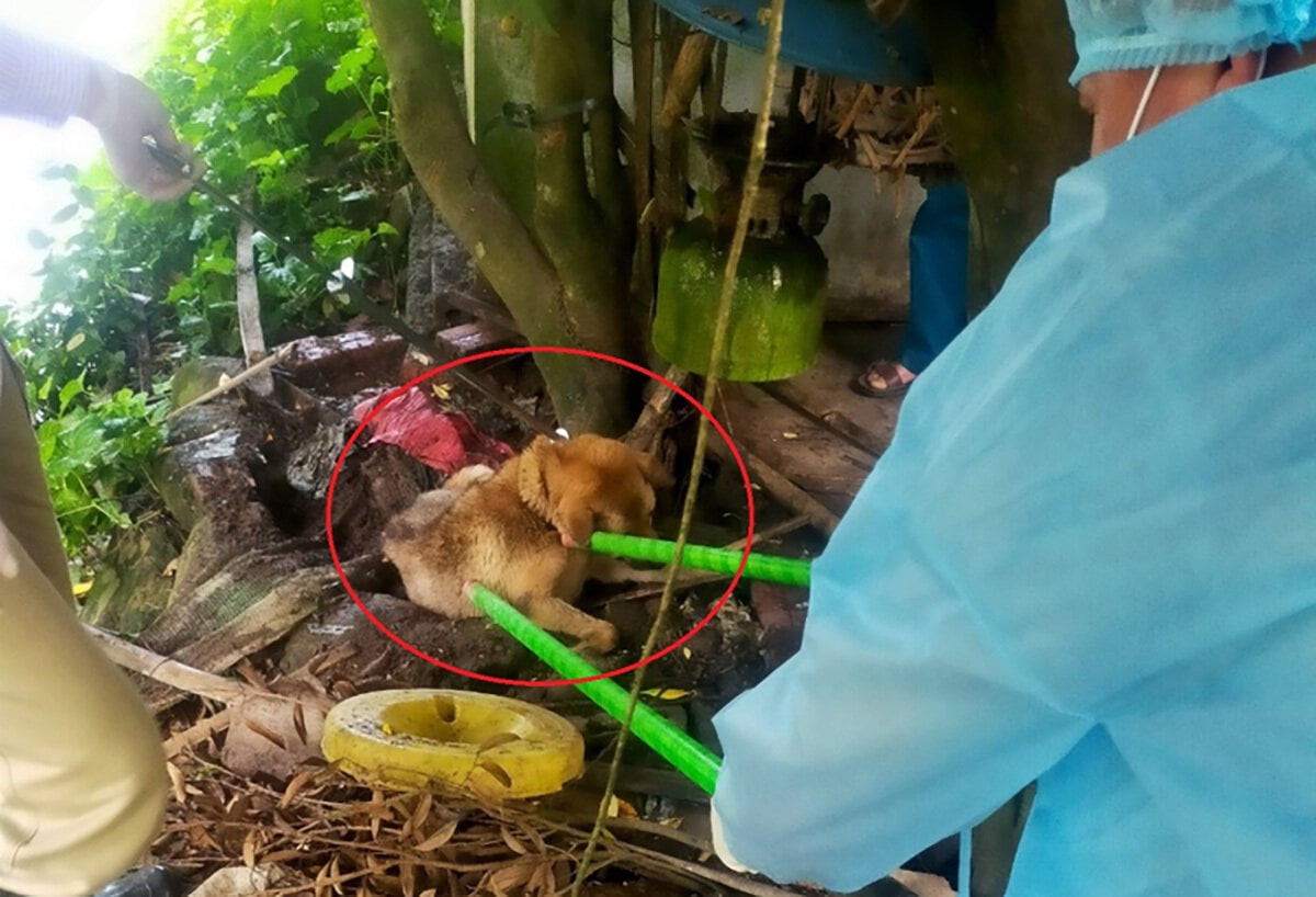 Các bác sỹ thú y khống chế lấy mẫu xét nghiệm con chó cắn 14 người tại khu vực Trường Tiểu học xã Dực Yên (huyện Đầm Hà).