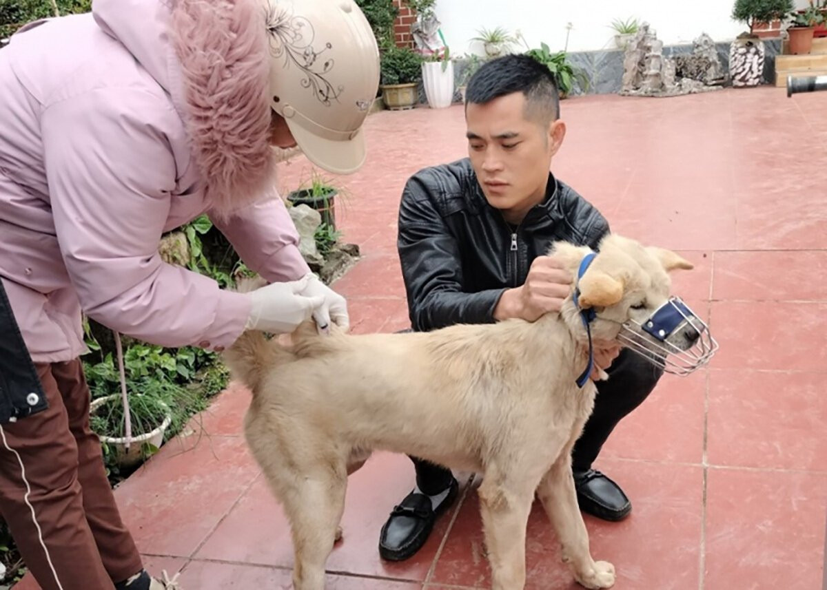 Cán bộ Trung tâm dịch vụ kỹ thuật nông nghiệp Đầm Hà tiêm vaccine phòng dại trên đàn chó.