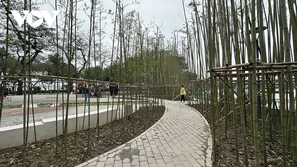 rung truc trong pho ben ho truc bach thu hut nguoi dan, du khach hinh anh 1
