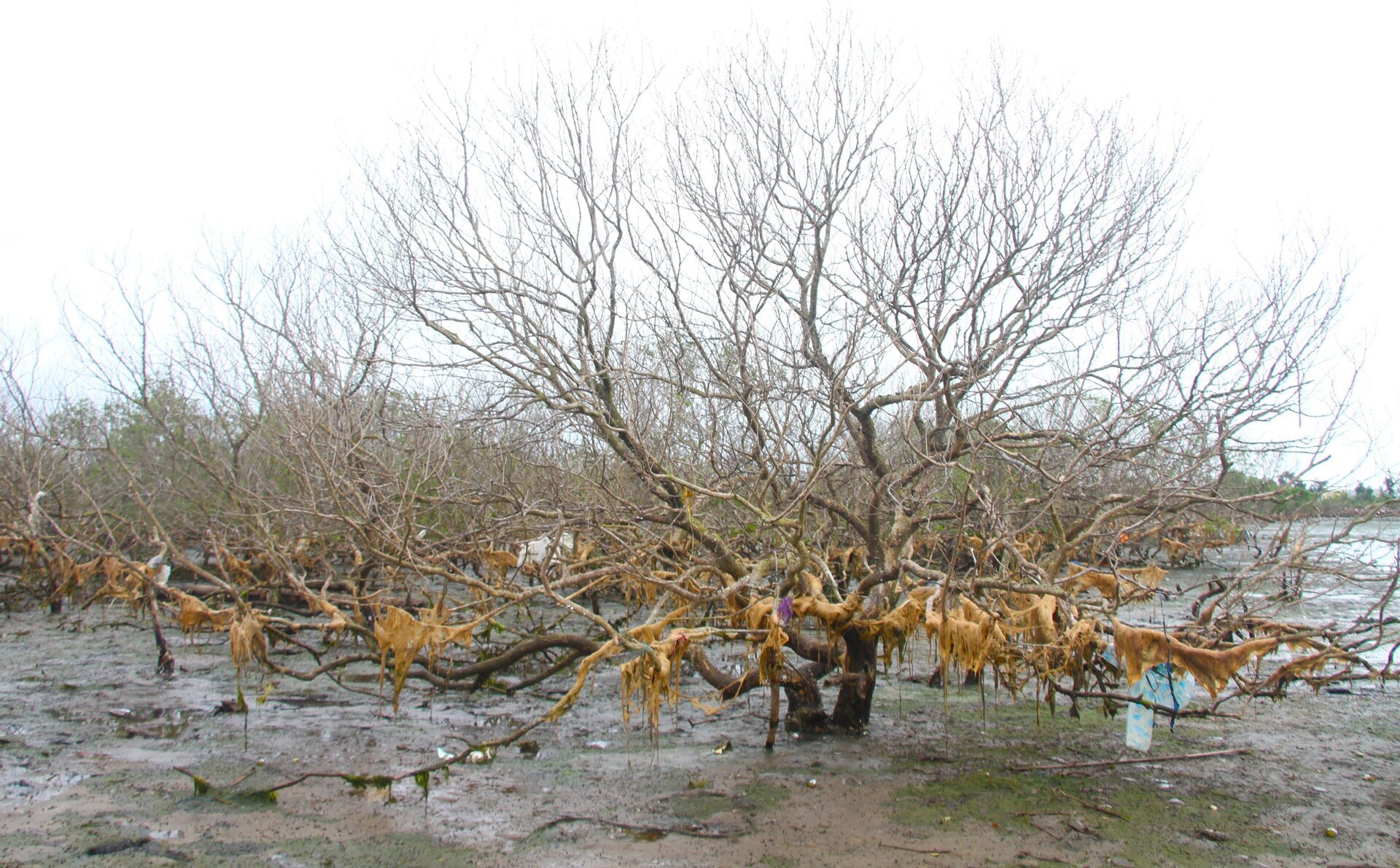 Xót xa gần 7 hecta rừng ngập mặn ở Quảng Nam chết khô - 4