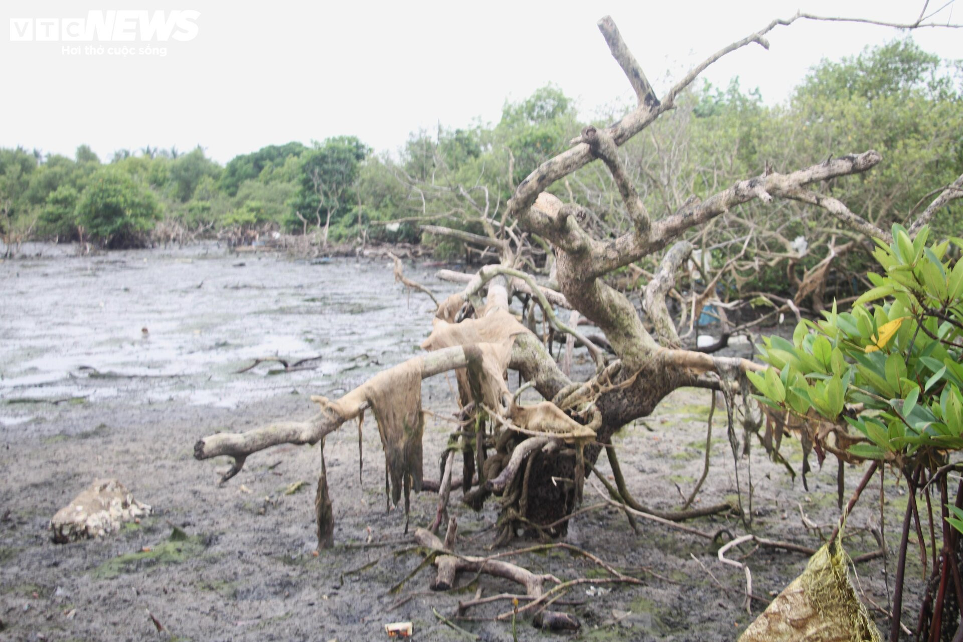 Xót xa gần 7 hecta rừng ngập mặn ở Quảng Nam chết khô - 3
