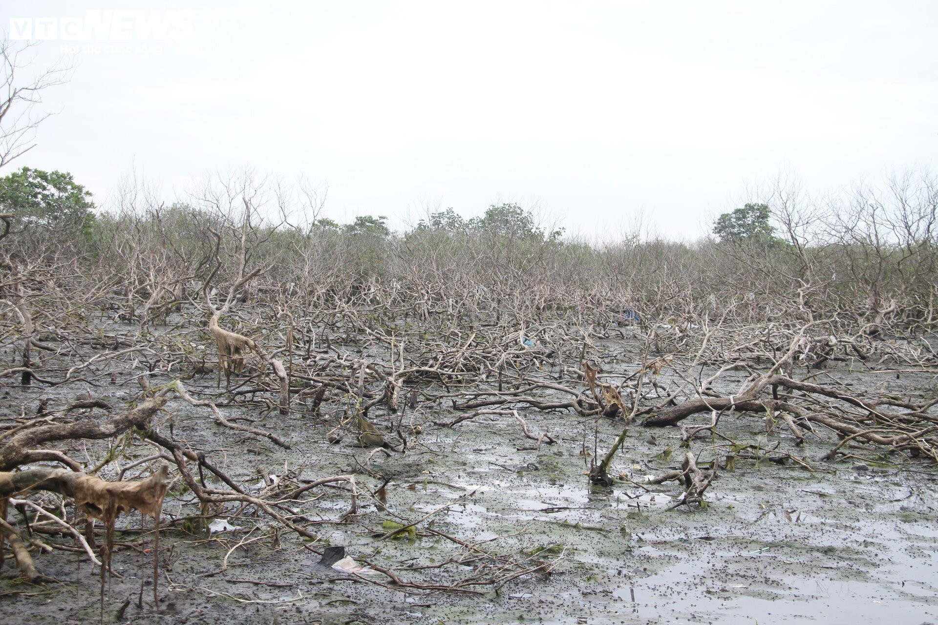 Xót xa gần 7 hecta rừng ngập mặn ở Quảng Nam chết khô - 1